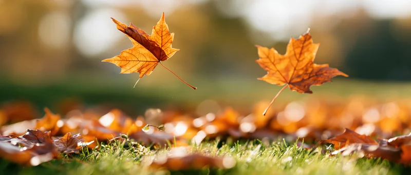 Two maple leaves falling over green grass scattered with autumn foliage