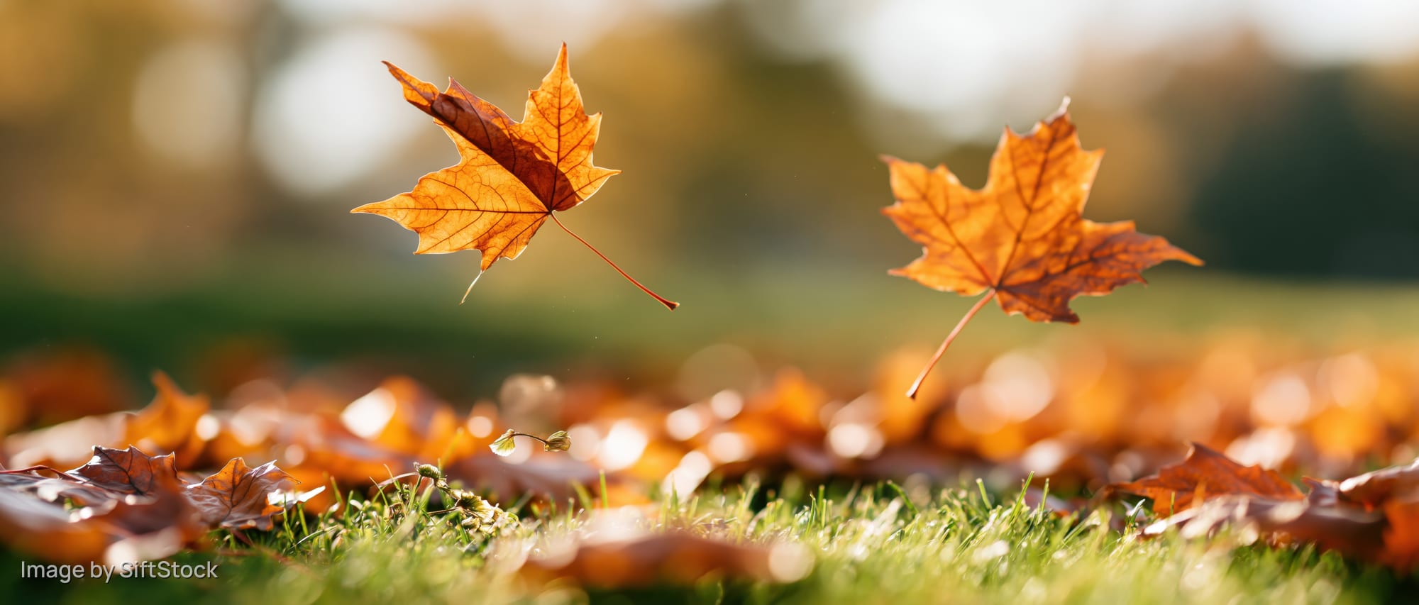 Two maple leaves falling over green grass scattered with autumn foliage