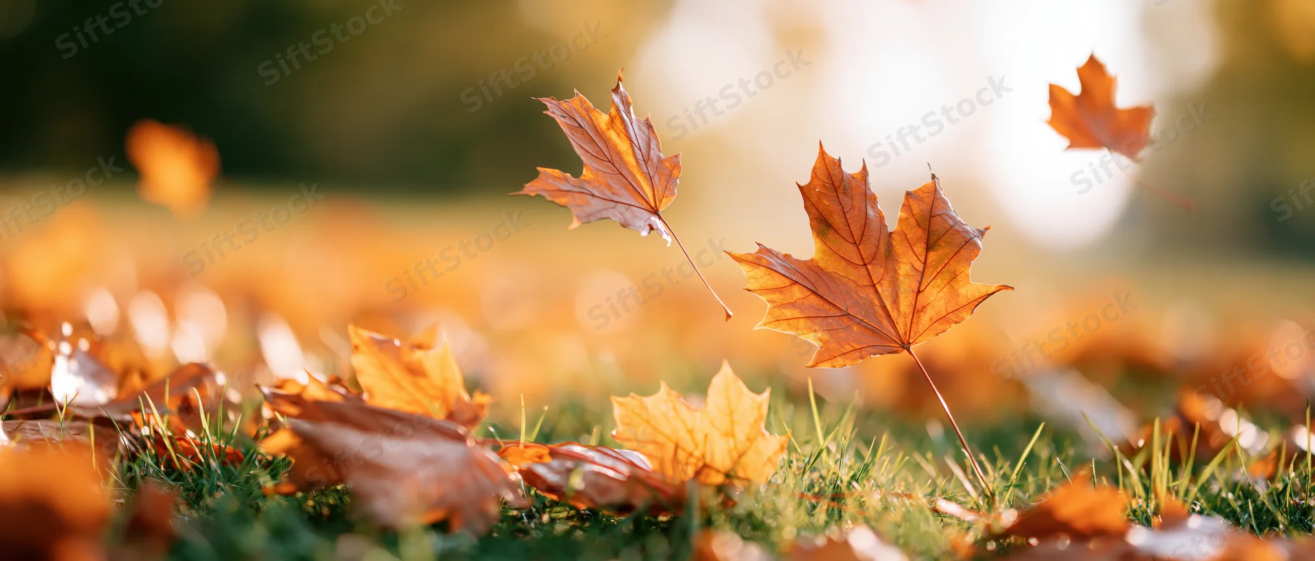 Maple leaves falling and scattered across green grass in autumn