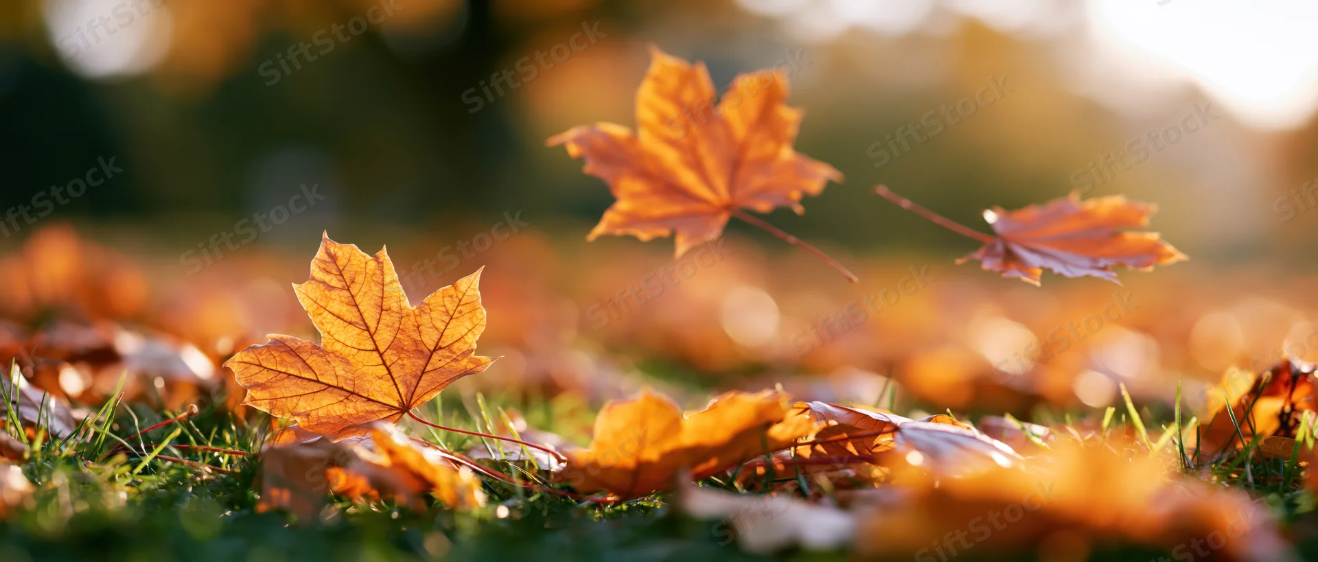 Maple leaves falling and scattered across green grass in autumn sunlight