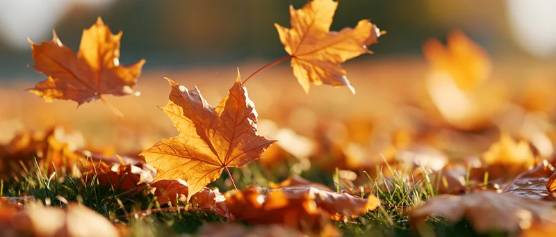 Golden maple leaves falling and scattered across green grass in autumn sunlight
