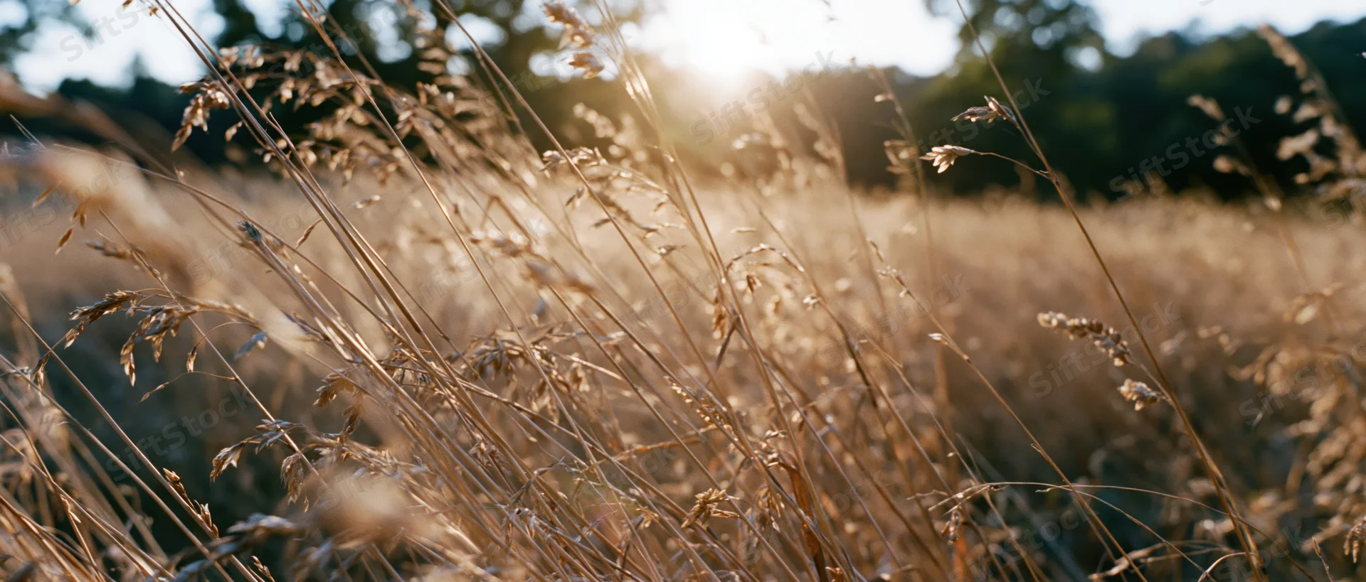 Dry grasses and seed heads swaying in an open meadow at golden hour