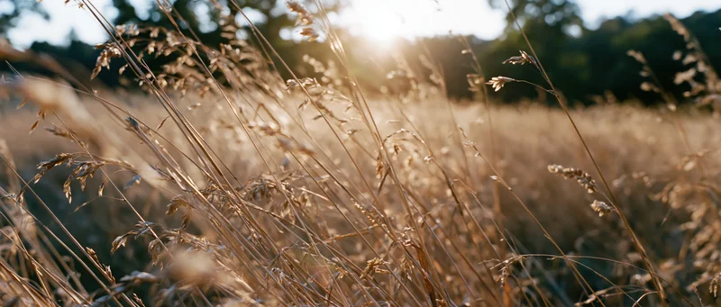 Dry grasses and seed heads swaying in an open meadow at golden hour