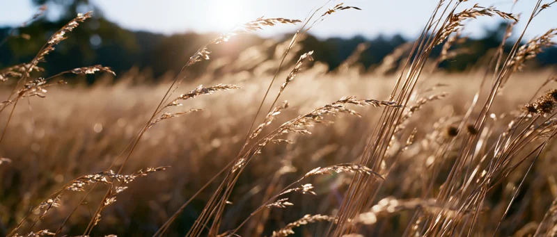 Dry grasses and seed heads swaying in an open meadow at golden hour