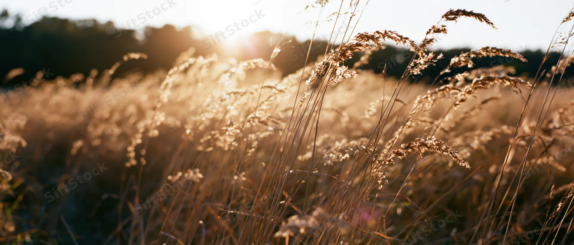 Dry grasses and seed heads swaying in an open meadow at golden hour