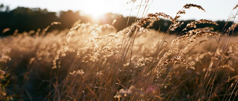 Dry grasses and seed heads swaying in an open meadow at golden hour