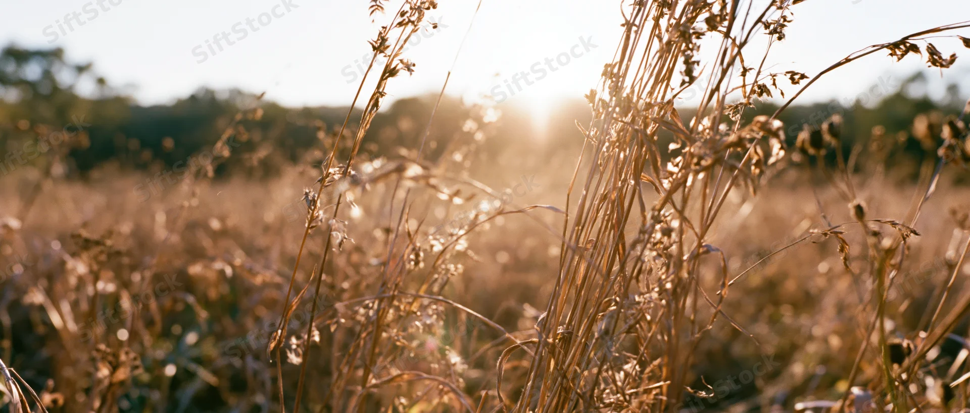 Dry grasses and seed heads in an autumn meadow backlit by the sun