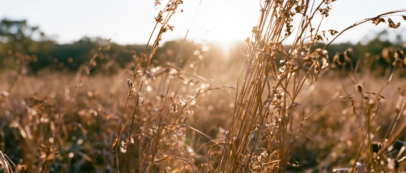 Dry grasses and seed heads in an autumn meadow backlit by the sun