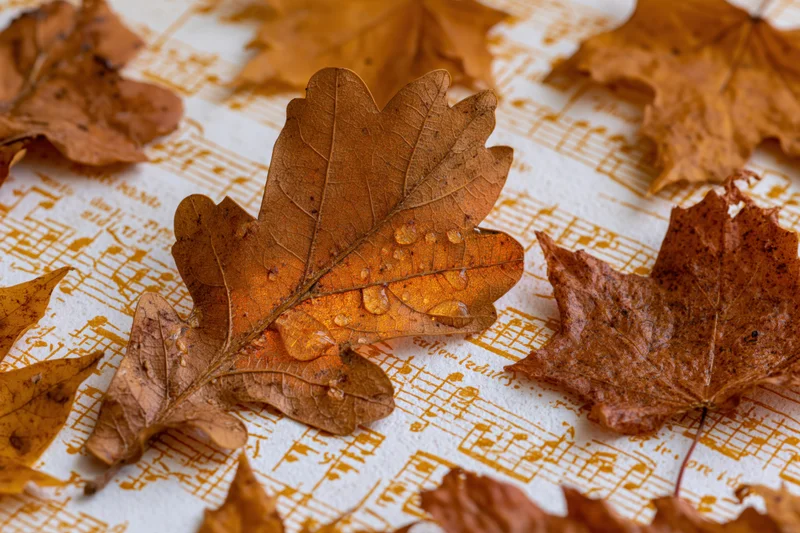 Dry autumn oak and maple leaves scattered across aged sheet music