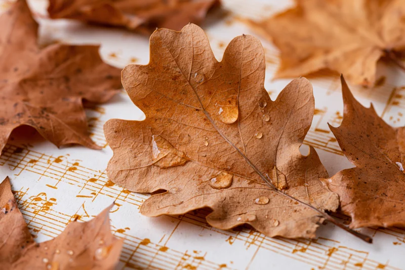 Dry autumn oak and maple leaves scattered on aged sheet music with water droplets