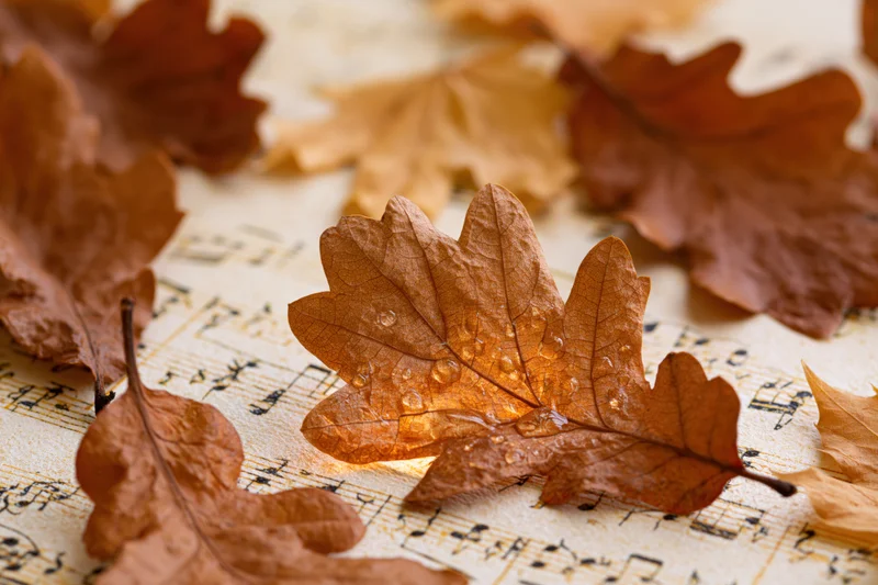 Dry autumn oak and maple leaves scattered across aged sheet music