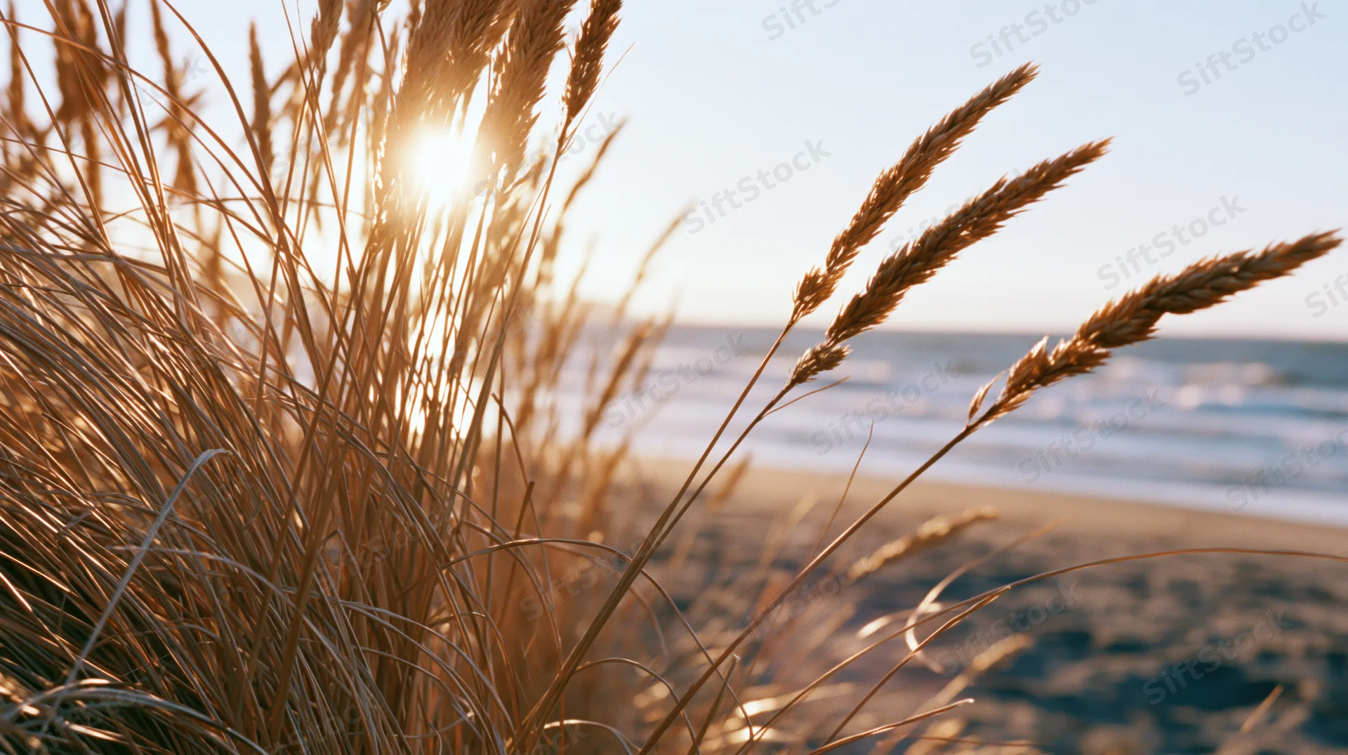 Dry golden beach grass in foreground framing calm ocean at sunset