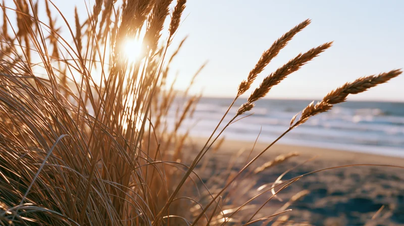 Dry golden beach grass in foreground framing calm ocean at sunset