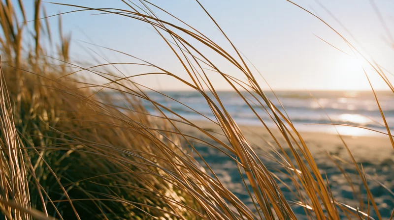 Dry golden beach grass in foreground framing calm ocean at sunset