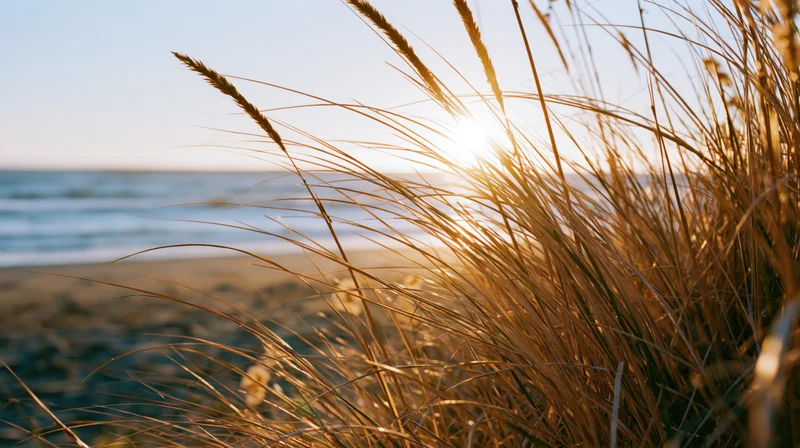 Dry golden beach grass in foreground framing calm ocean at sunset