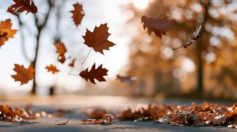 Dry maple and oak leaves swirling in mid-air above pavement in autumn park