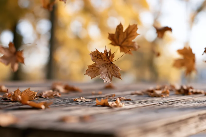 Dry maple leaves falling and scattered across a weathered wooden table outdoors