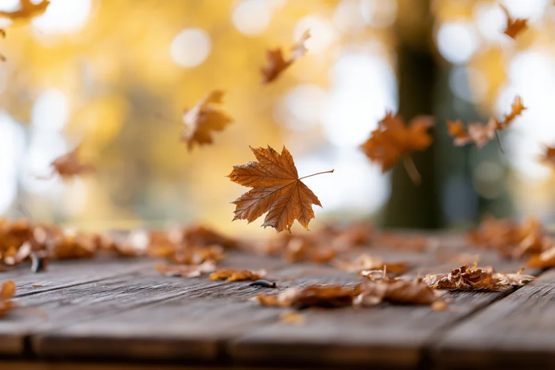 Maple leaves falling and scattered across a weathered wooden deck outdoors