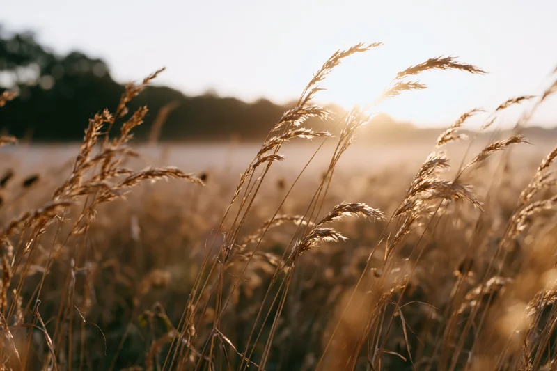 Dry grass seed heads swaying in a sunlit meadow field