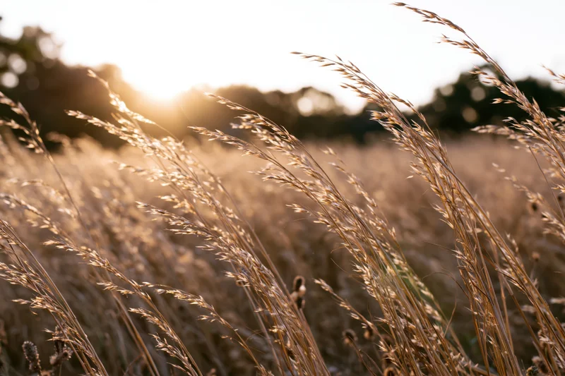 Dry grass seed heads swaying in a sunlit meadow field