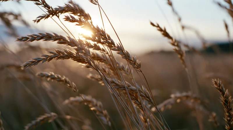 Closeup of dry wild grass seed heads swaying in an open field at sunset