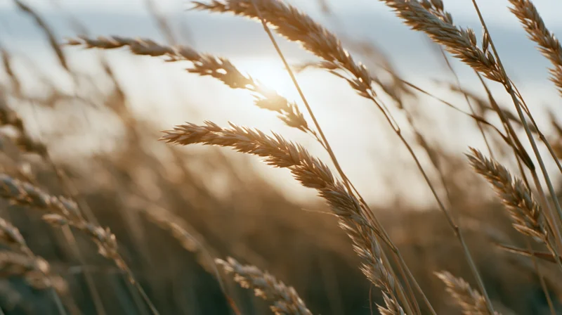 Dry grass seed heads swaying in a field at golden hour
