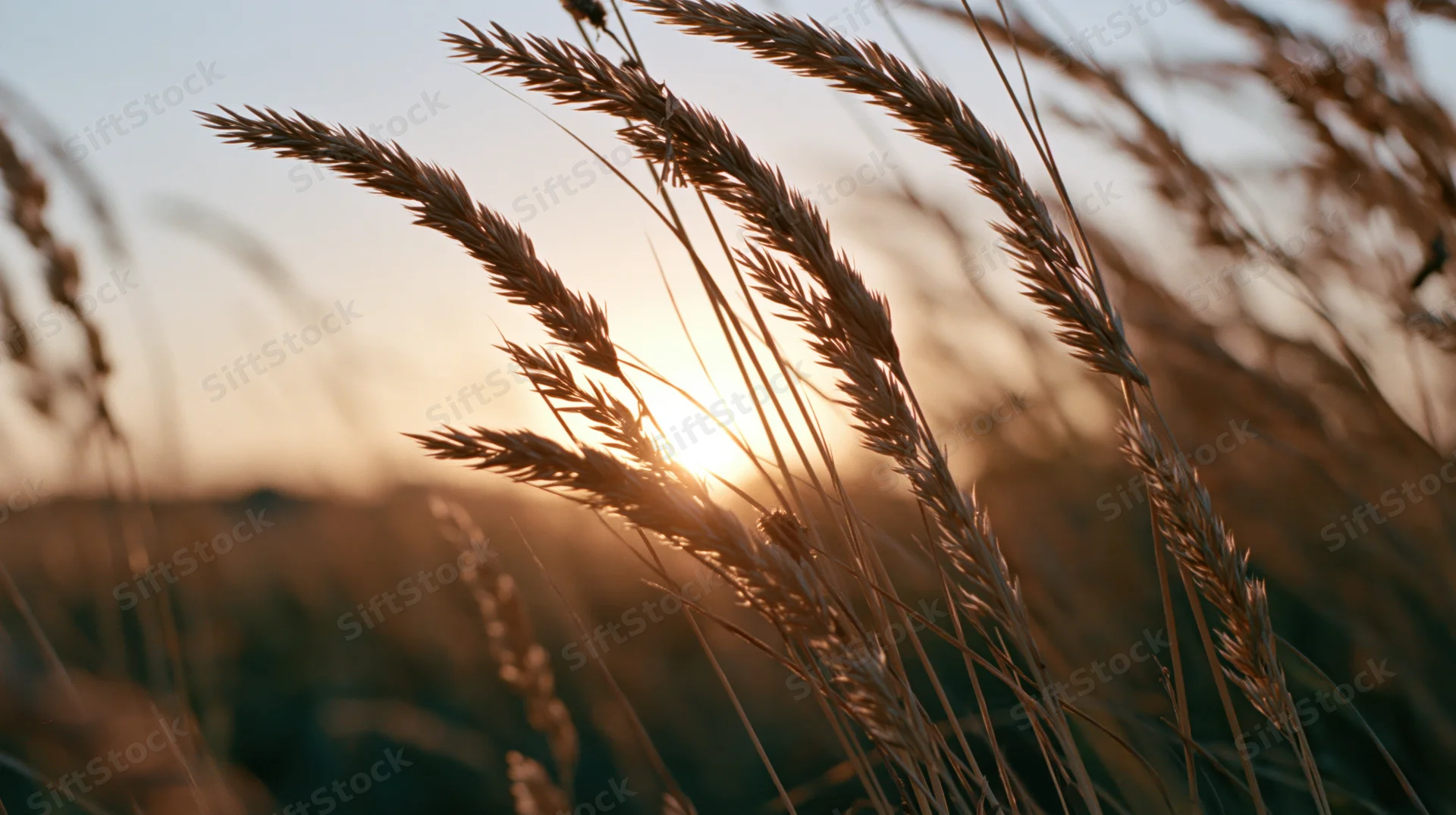 Dry grass seed heads swaying in a field at sunset