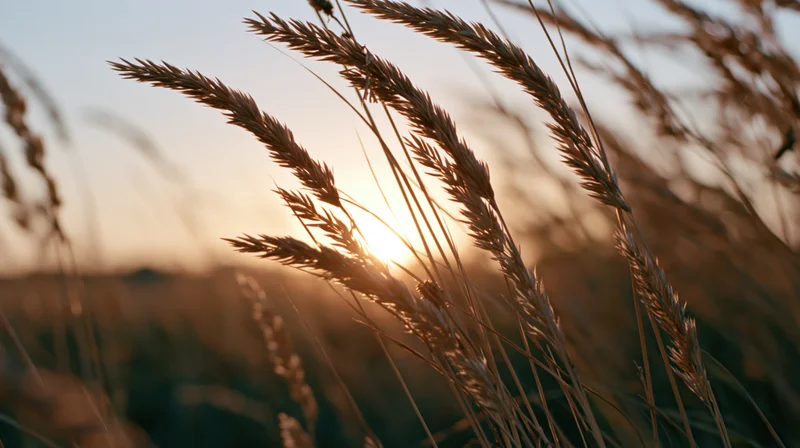 Dry grass seed heads swaying in a field at sunset