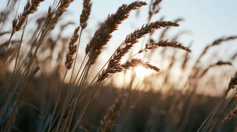 Dry wild grass seed heads swaying in an open field at sunset