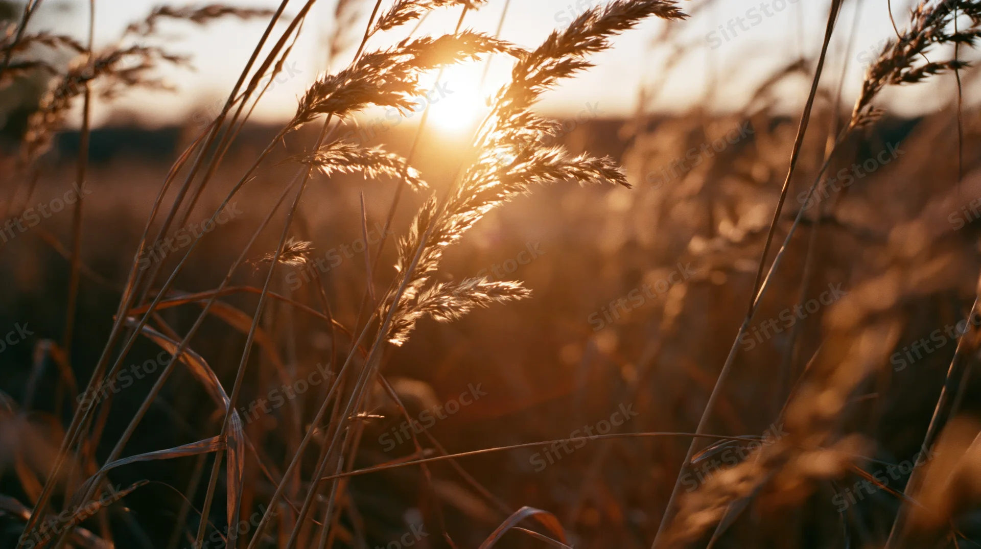 Dry wild grass seed heads swaying in an open field at sunset