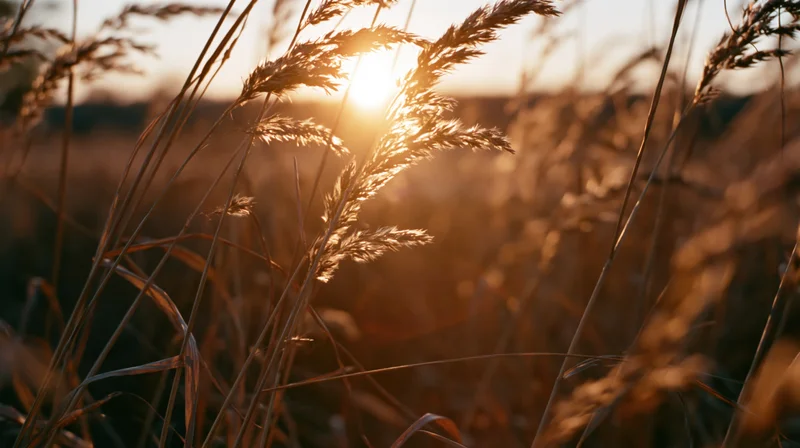 Dry wild grass seed heads swaying in an open field at sunset