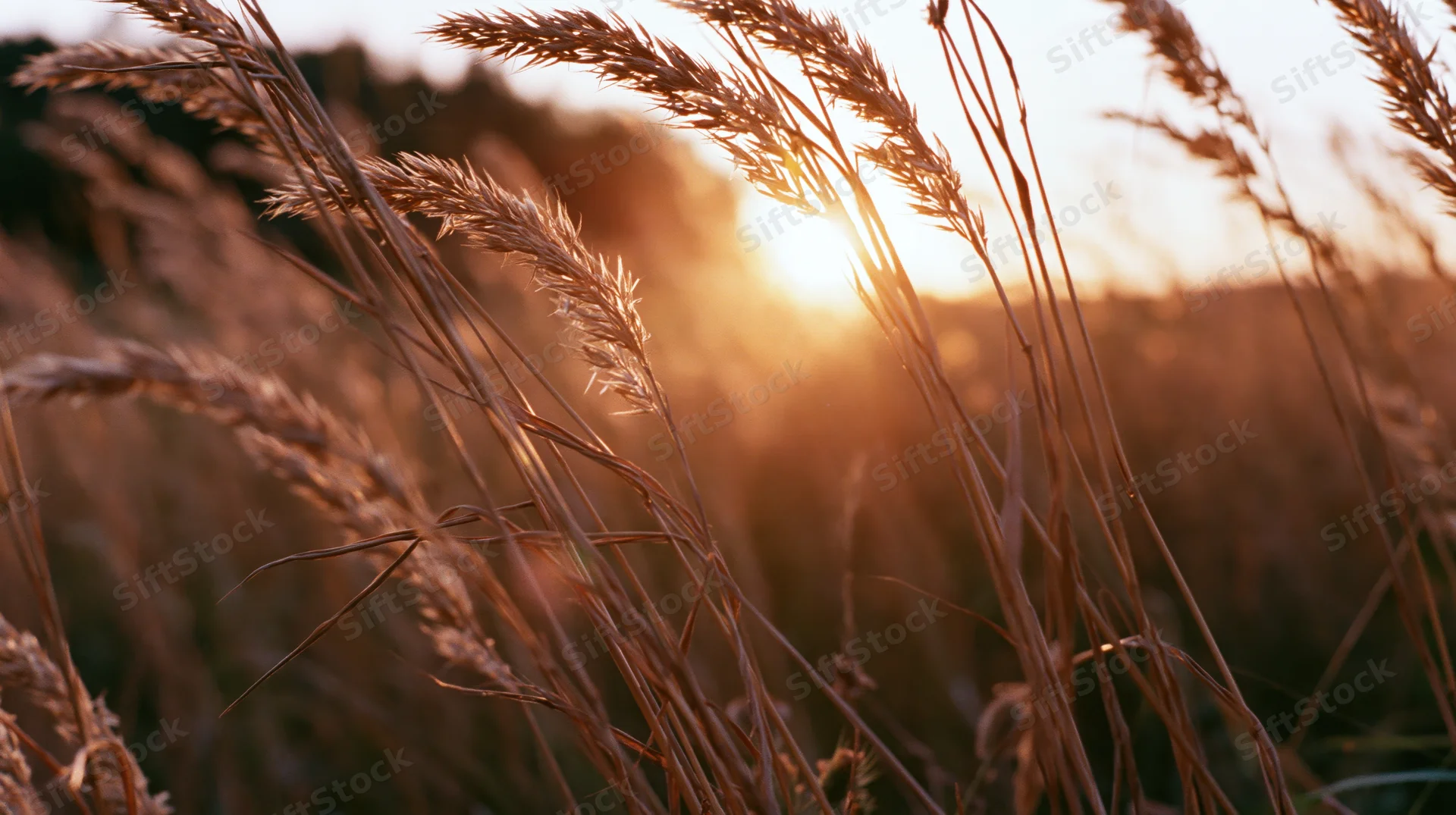 Dry wild grass seed heads swaying in an open field at sunset