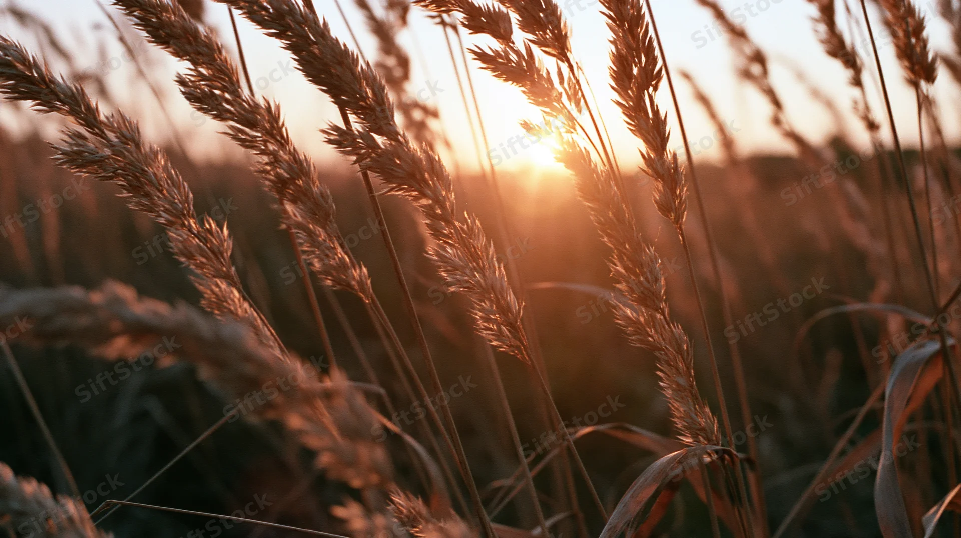 Dry wild grass seed heads swaying in an open field at sunset
