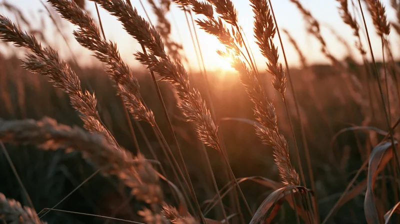 Dry wild grass seed heads swaying in an open field at sunset