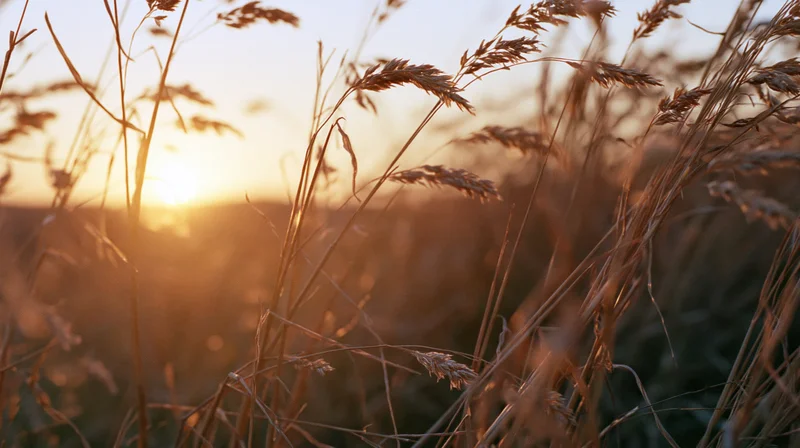 Dry wild grass seed heads swaying in an open field at sunset