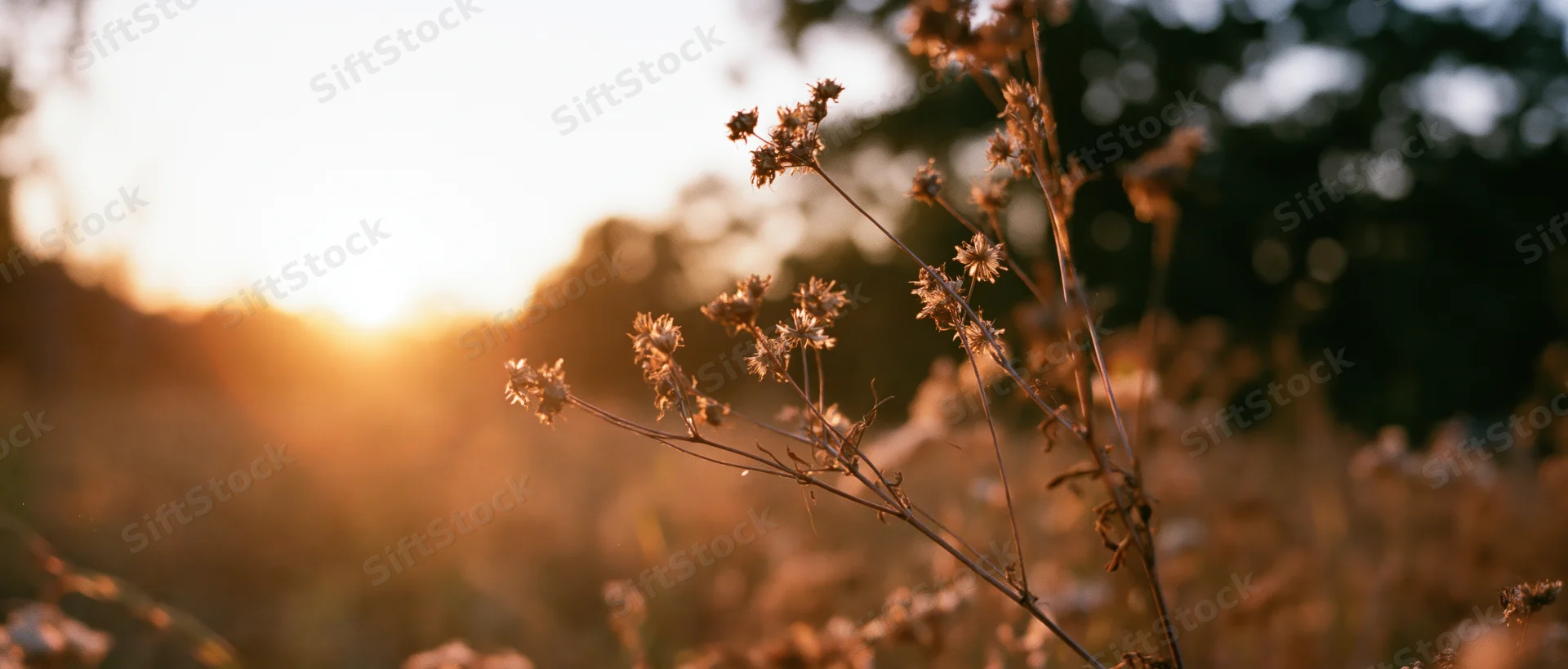 Dried wildflowers and seed heads in a meadow backlit by golden hour sunlight