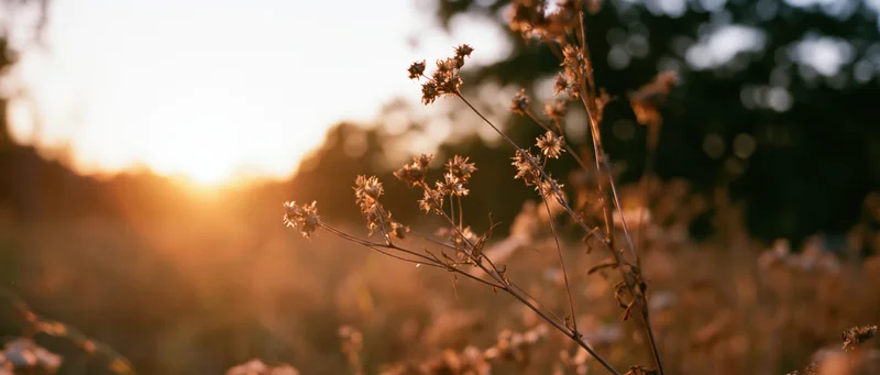 Dried wildflowers and seed heads in a meadow backlit by golden hour sunlight