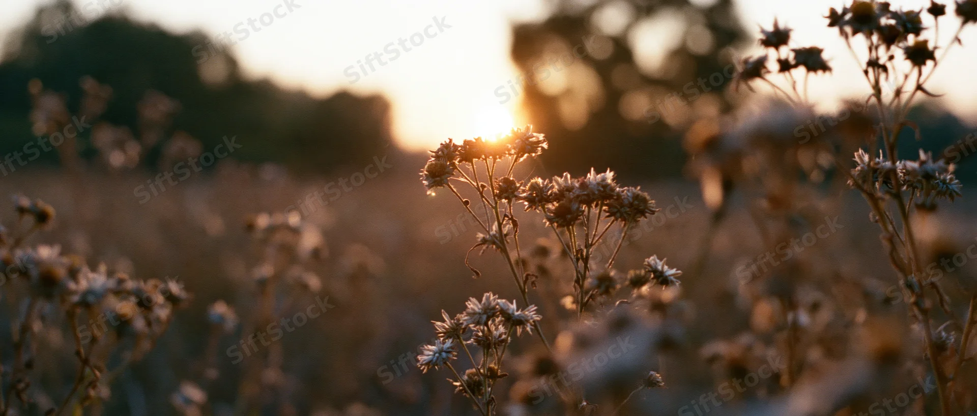 Dried wildflowers in a meadow backlit by golden hour sunlight
