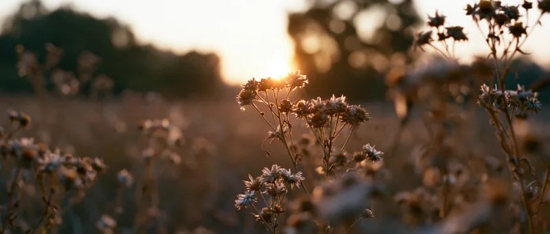 Dried wildflowers in a meadow backlit by golden hour sunlight