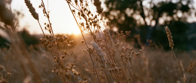 Dry wildflowers and seed heads in a meadow backlit by golden hour sunlight