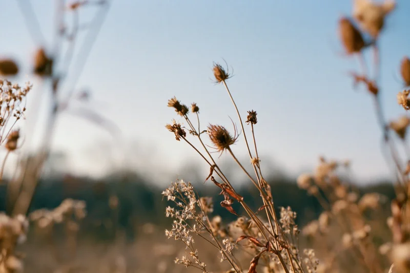 Dried wildflowers and seed heads in a meadow at golden hour