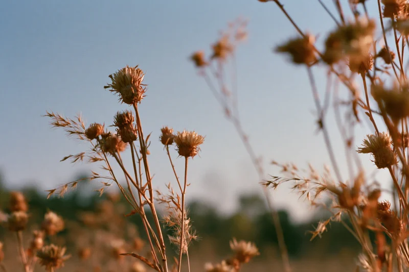 Dried wildflowers and seed heads in a meadow under soft sunlight