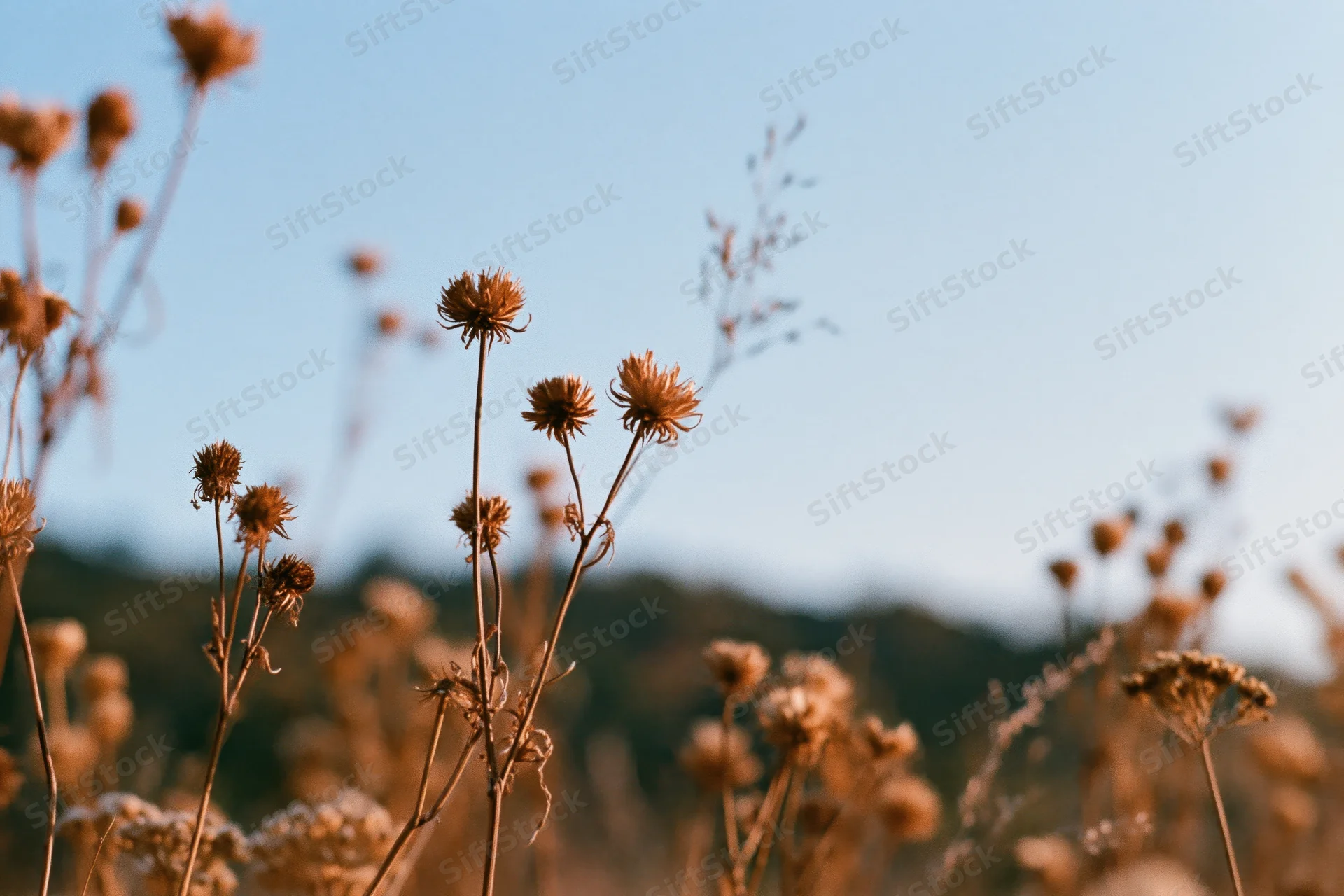 Dried wildflowers with seed heads in a meadow under a clear blue sky
