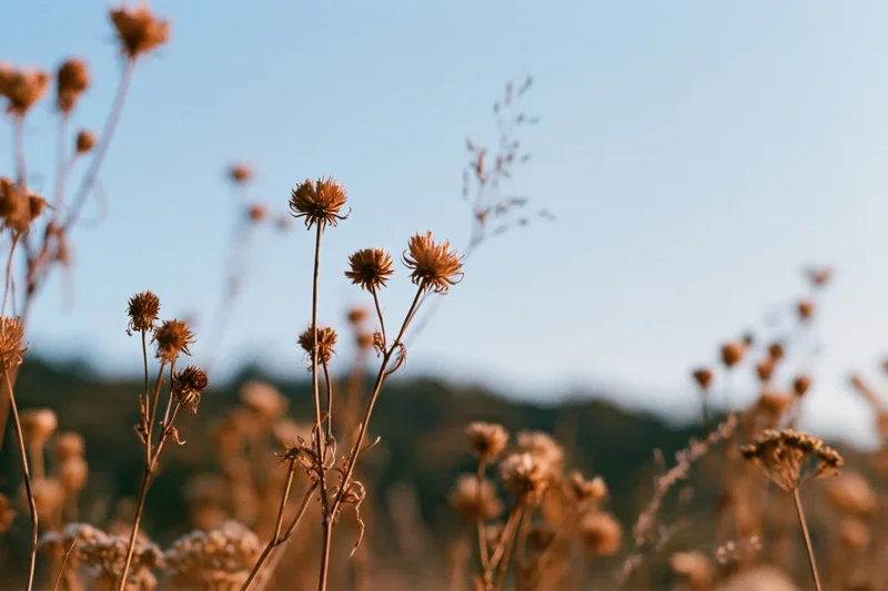 Dried wildflowers with seed heads in a meadow under a clear blue sky