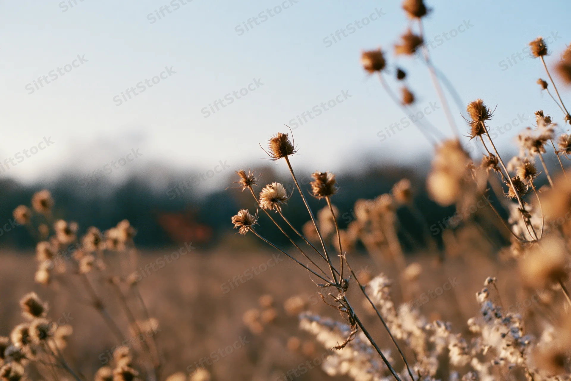 Dry wildflowers and seed heads in an open meadow at golden hour