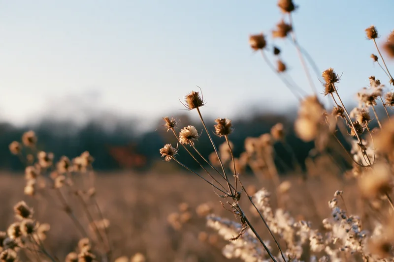 Dry wildflowers and seed heads in an open meadow at golden hour