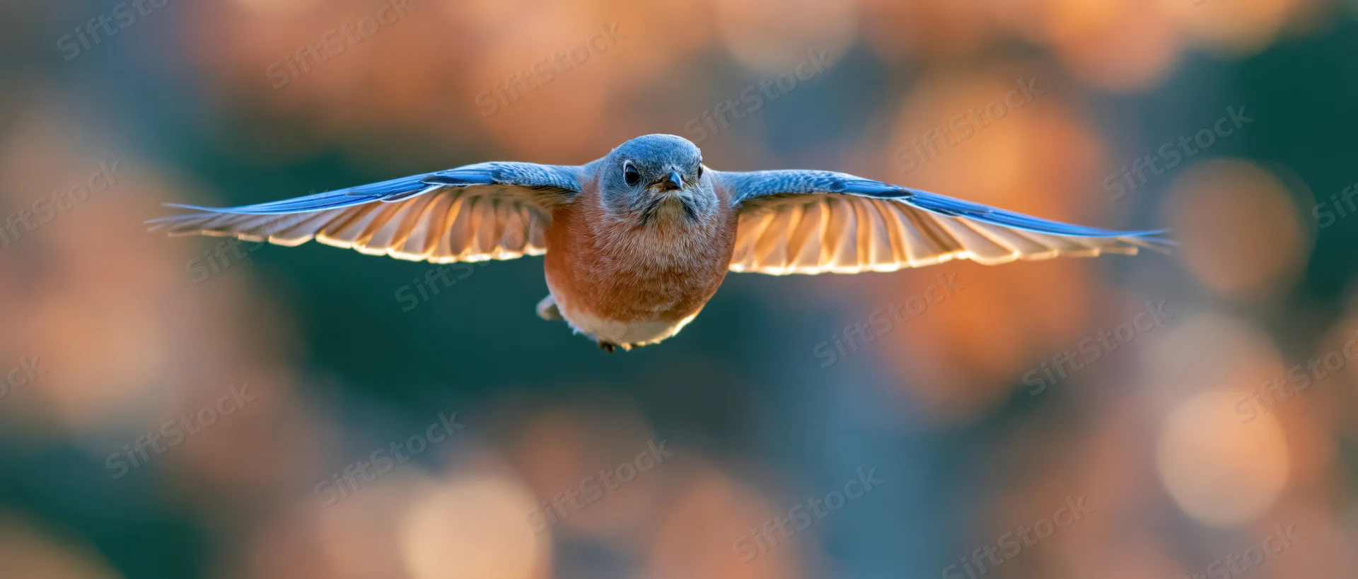 Eastern bluebird in mid-flight with wings fully spread against a blurred forest backdrop at golden hour