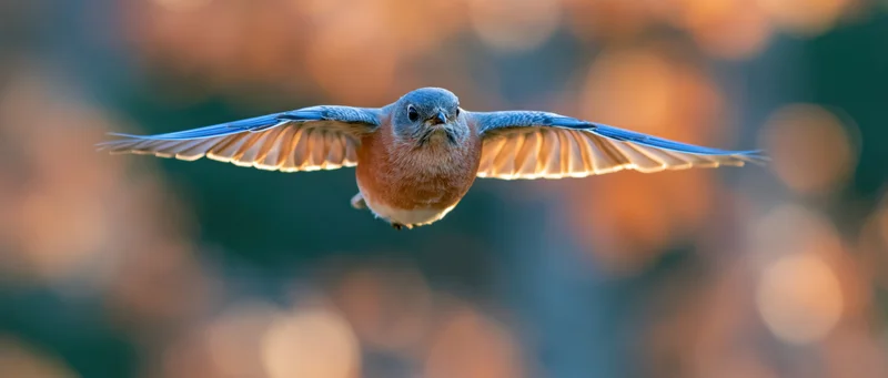 Eastern bluebird in mid-flight with wings fully spread against a blurred forest backdrop at golden hour