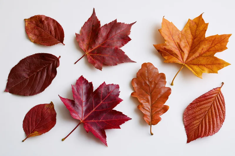 Autumn leaves of maple oak elm and birch arranged on white background