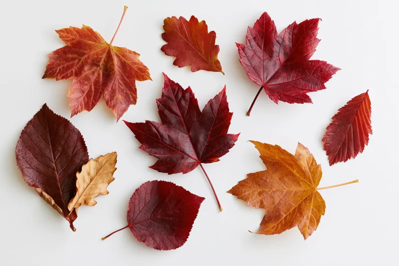 Autumn leaves arranged on white background with copyspace